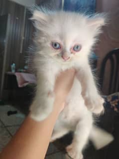 Persian kitten