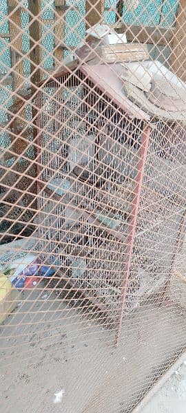 huge size cage for animals 17