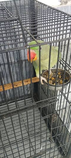 Raw Parrot 6 Month old