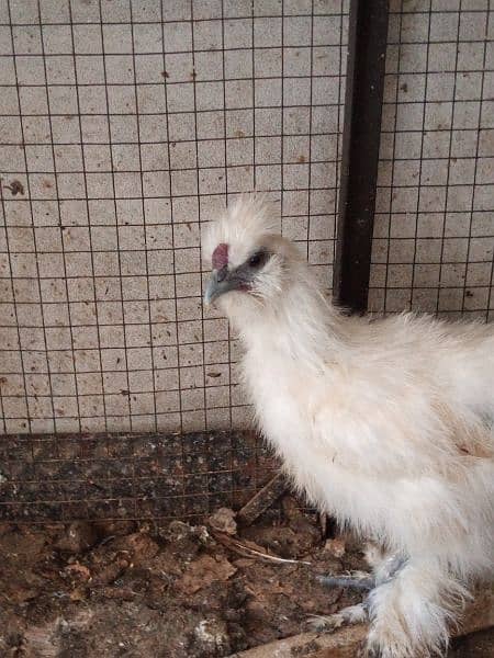 fancy golden sebright Sebrite polish golden buff silkie desi chicks 2