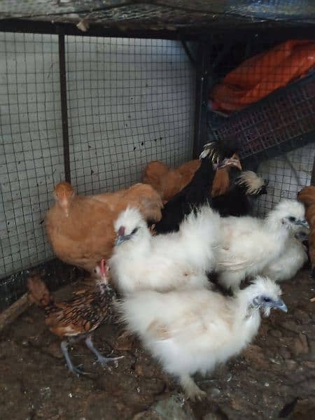 fancy golden sebright Sebrite polish golden buff silkie desi chicks 4