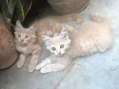 Persian Kittens