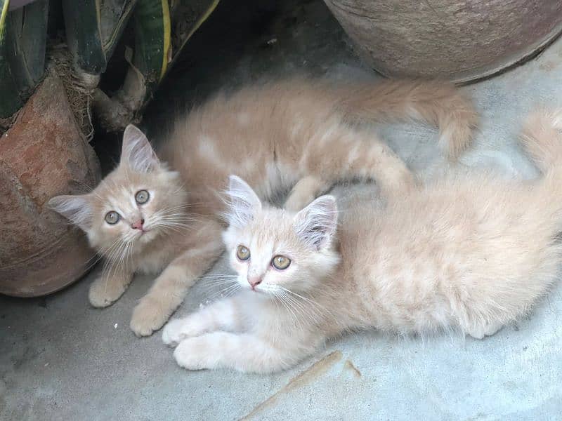 Persian Kittens 3