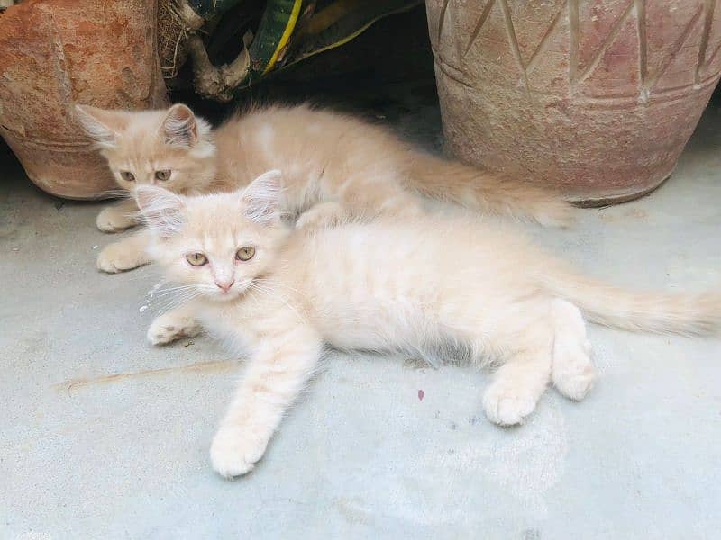 Persian Kittens 4