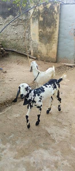 betal desi mix bakri with 2 female path 1.3 month cross 1