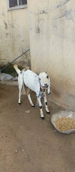 betal desi mix bakri with 2 female path 1.3 month cross 2