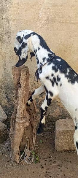 betal desi mix bakri with 2 female path 1.3 month cross 3