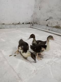 Muscovy ducks chicks