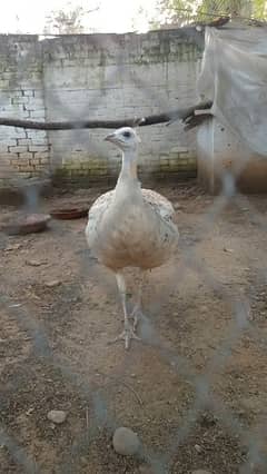 2 Female Black Shoulder Peacocks