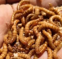 mealworm good quality