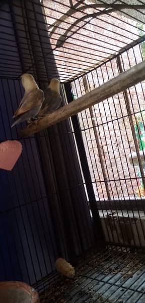 love bird full active pair 0