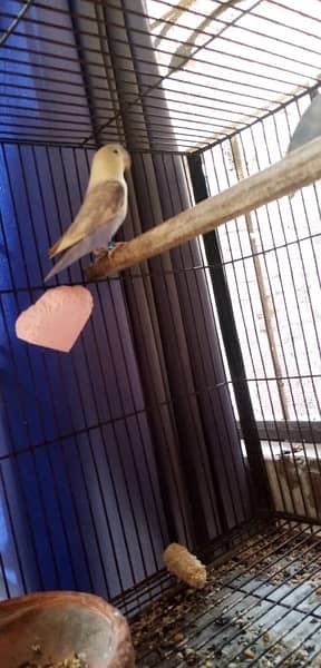 love bird full active pair 2