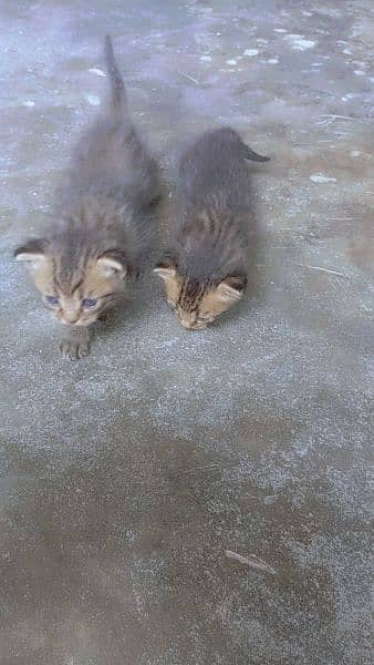 Persian cat baby pair 1