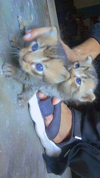 Persian cat baby pair 3