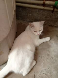 Persian cat for sale