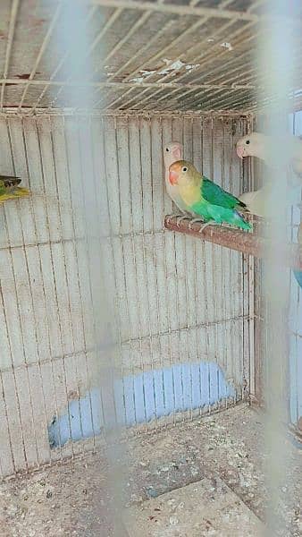 mix lovebird 0