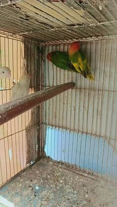 mix lovebird