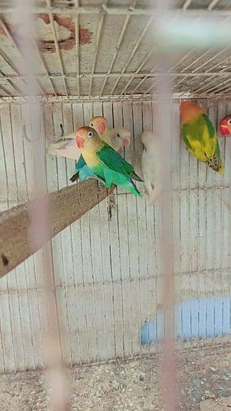 mix lovebird 2