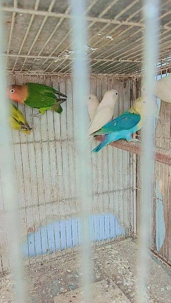 mix lovebird 3