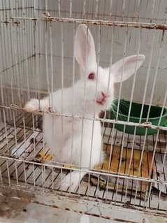 White Baby Rabbit Red Eye