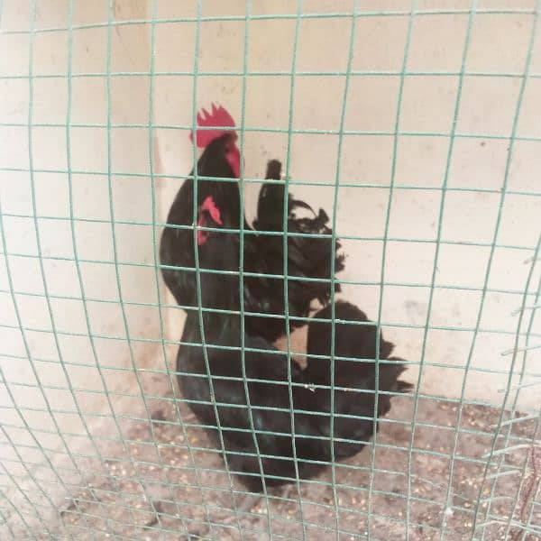 Australorp 1