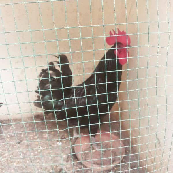 Australorp 2