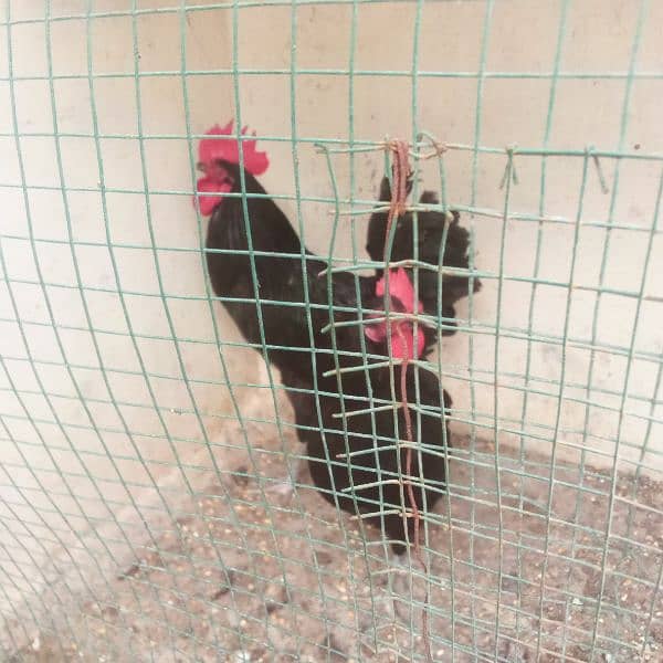 Australorp 3