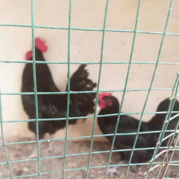 Australorp 4