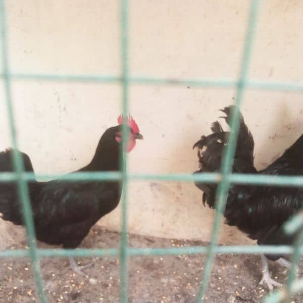 Australorp 6