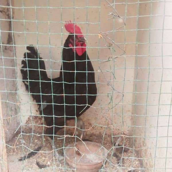 Australorp 7