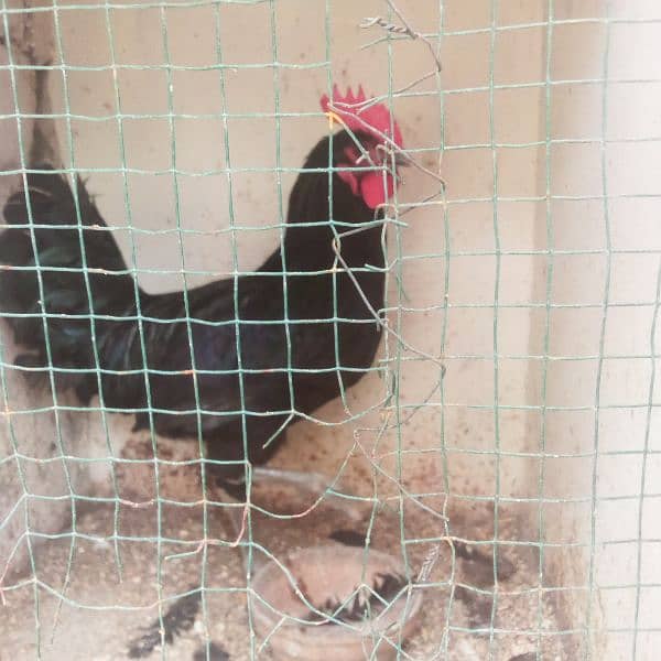 Australorp 8