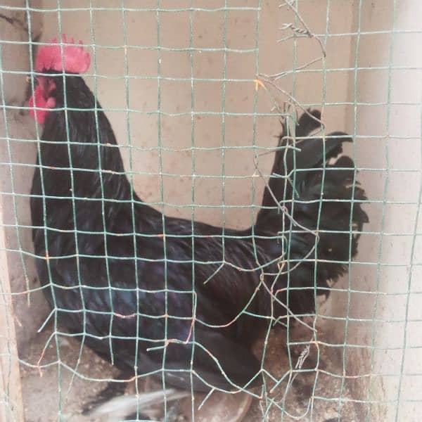 Australorp 9