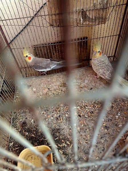 Cocktal pair for sale with cage 1