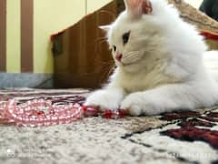 Beautiful Persian Cat For sale