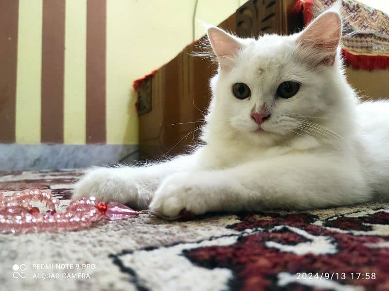 Beautiful Persian Cat For sale 1