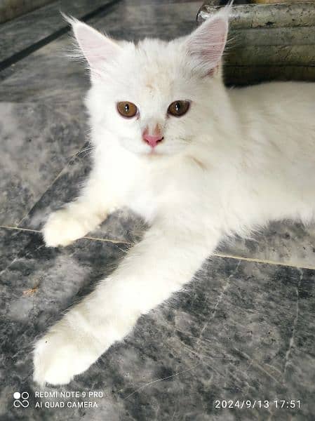 Beautiful Persian Cat For sale 2