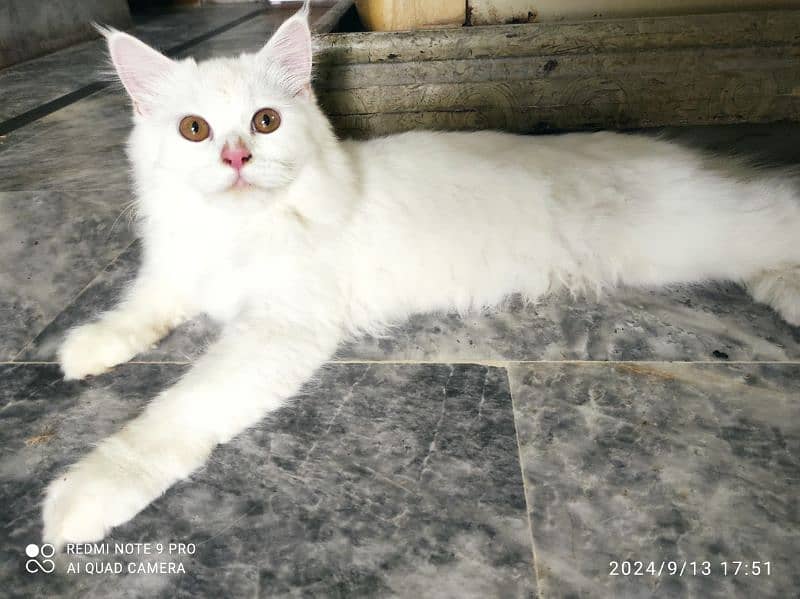 Beautiful Persian Cat For sale 3