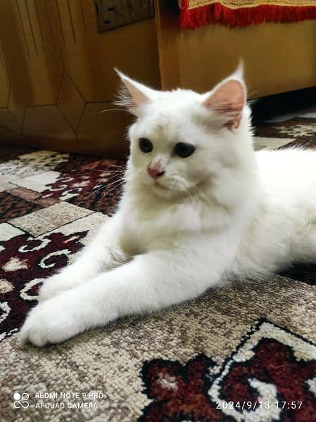 Beautiful Persian Cat For sale 4