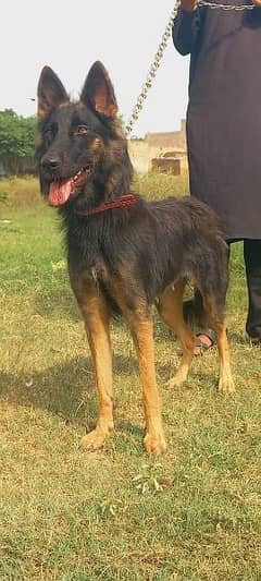 German Shepherd Yara Maine ki female for sale