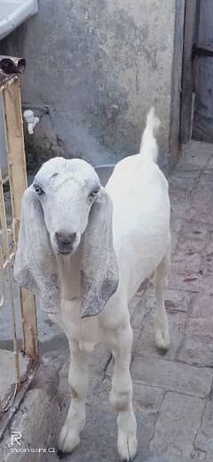 Ghar ka Pala howa Bakra