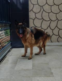 Confirm Breeder + Pups Pedigree German Shepherd