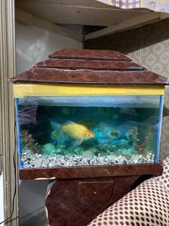 Fish aquarium+ 2 fish+ Filter machine