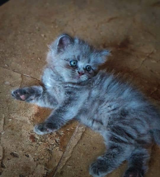 Gray Persian Kitten 0