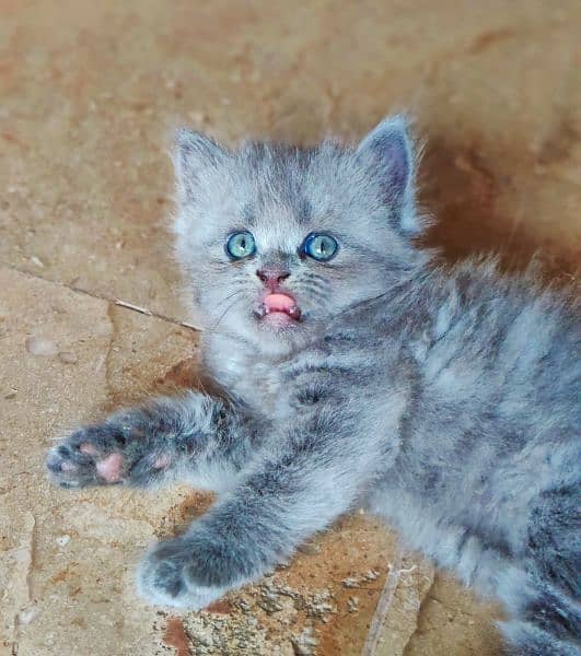 Gray Persian Kitten 1