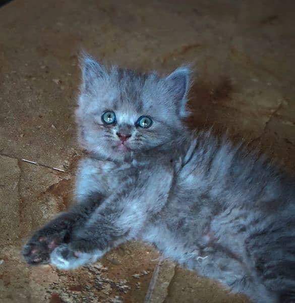 Gray Persian Kitten 2