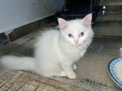 Persian  kittens for sale