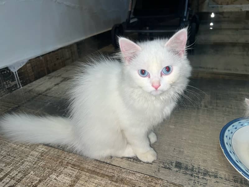 Persian  kittens for sale 0