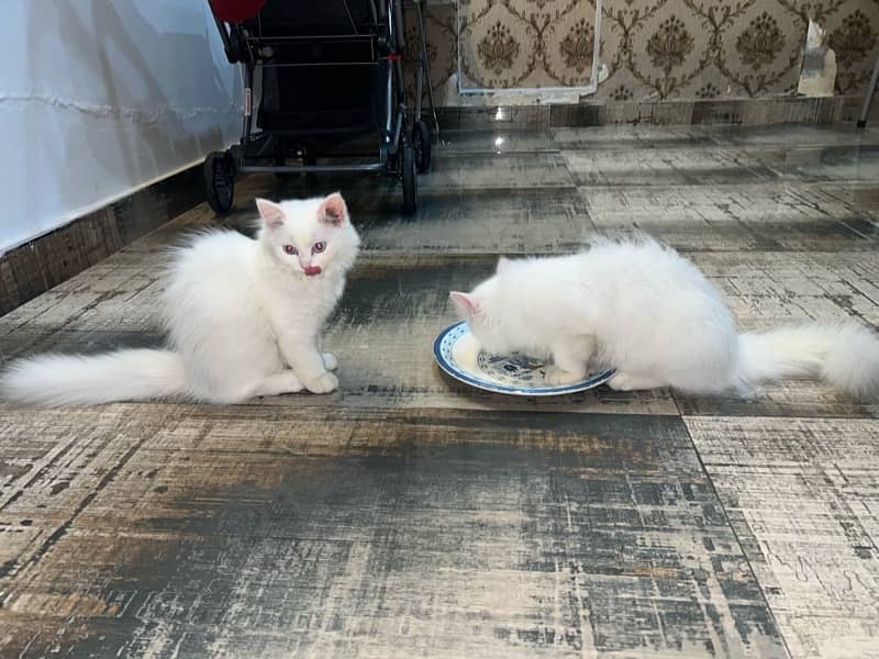 Persian  kittens for sale 1