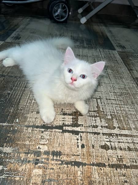 Persian  kittens for sale 2