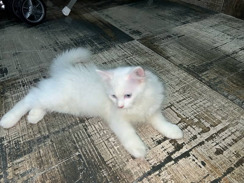 Persian  kittens for sale 3